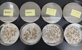 여수시, 볍씨 파종 전 ‘자가채종 종자 발아력 검사’ 