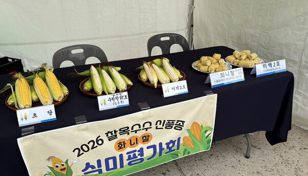 여수시, 신품종 옥수수 \'화니찰(수원찰97호)\' 시민 입맛 사로잡았다