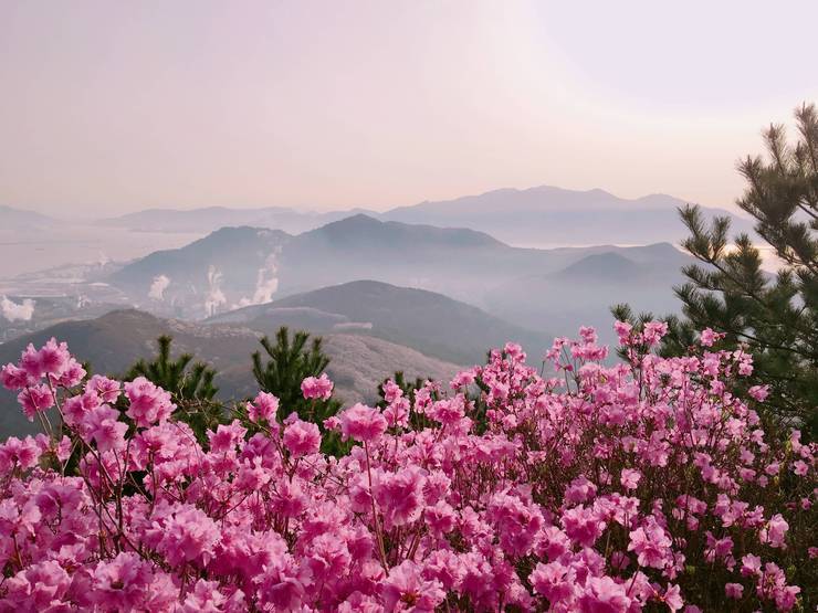 Sunrise and Azaleas