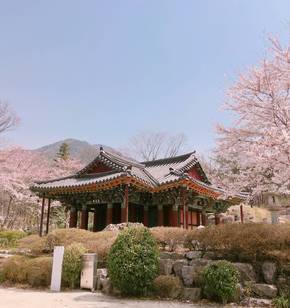 Monuments and Cherry Blossoms