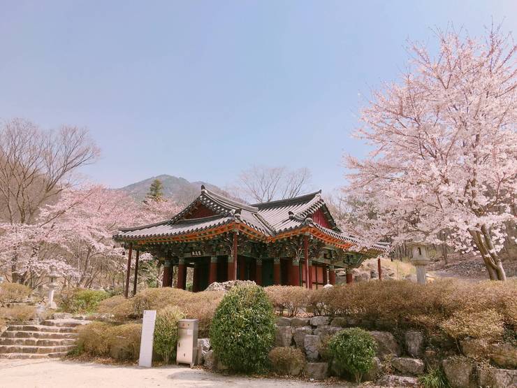 Monuments and Cherry Blossoms