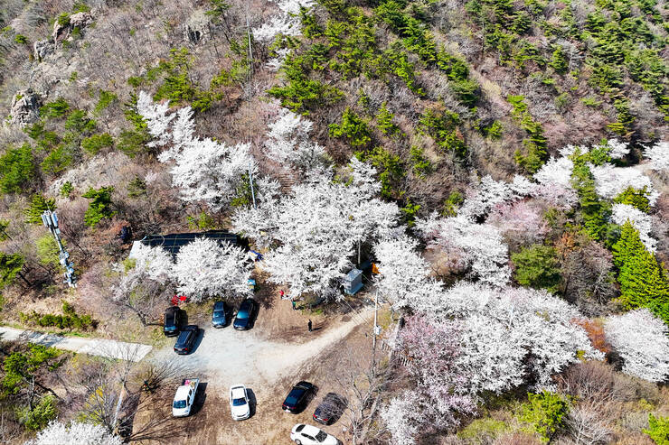 영취산벚꽃_14.jpg