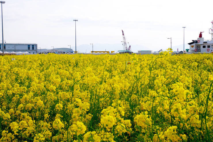유채꽃_01.jpg