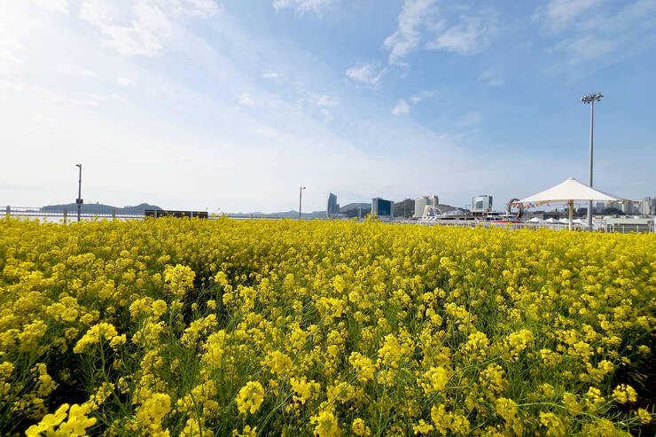 유채꽃_21.jpg
