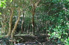 은적사 후박, 동백나무 숲의 2번째 이미지