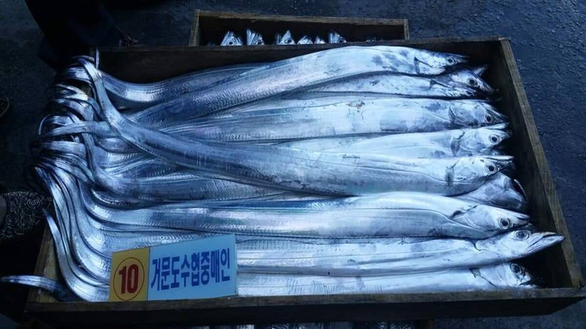 갈치