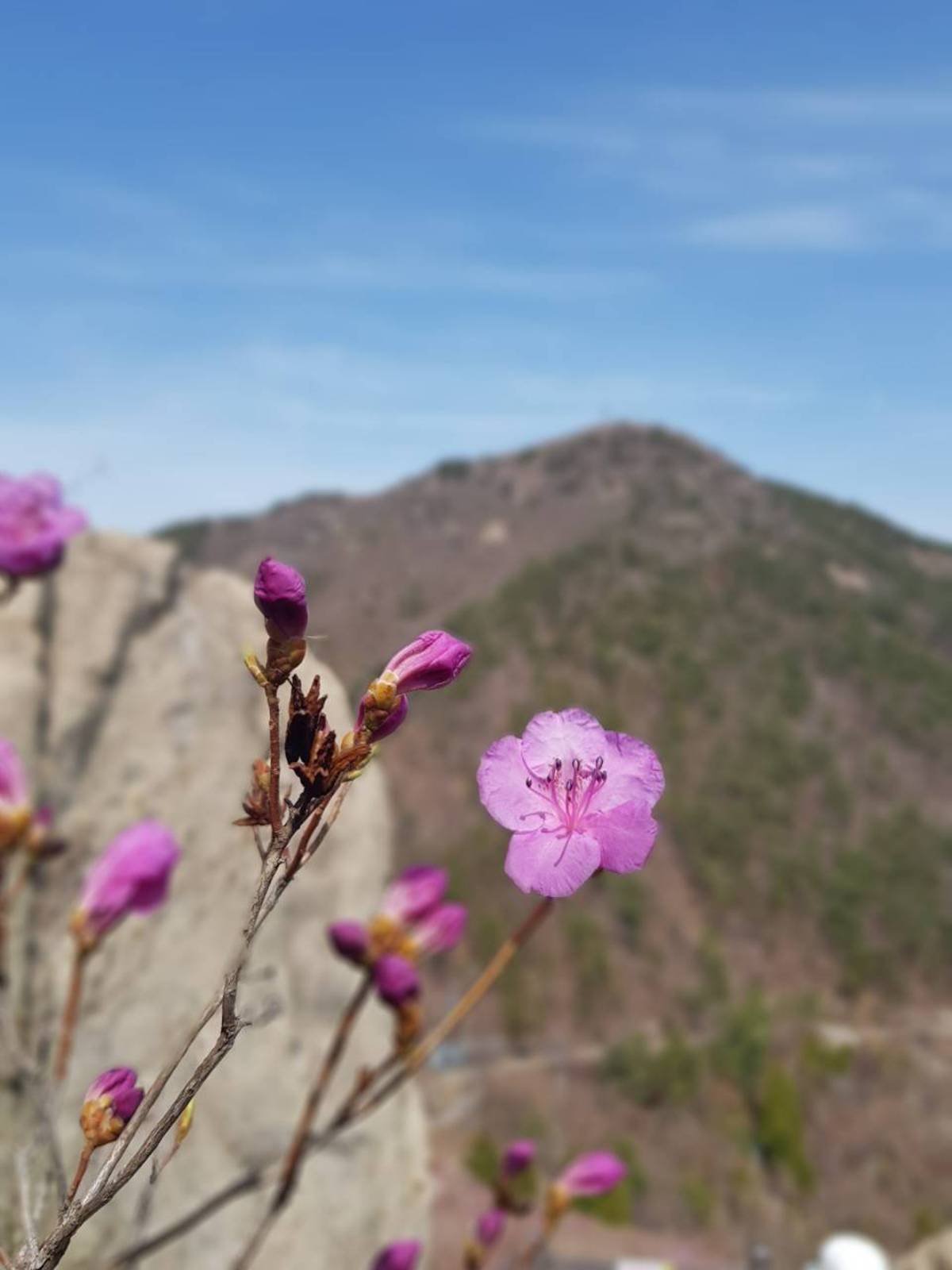 22. 3. 27. 개화현황