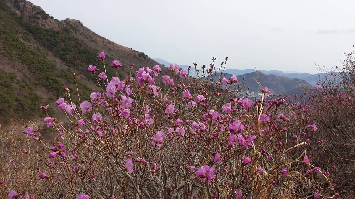 22.3.28.개화현황