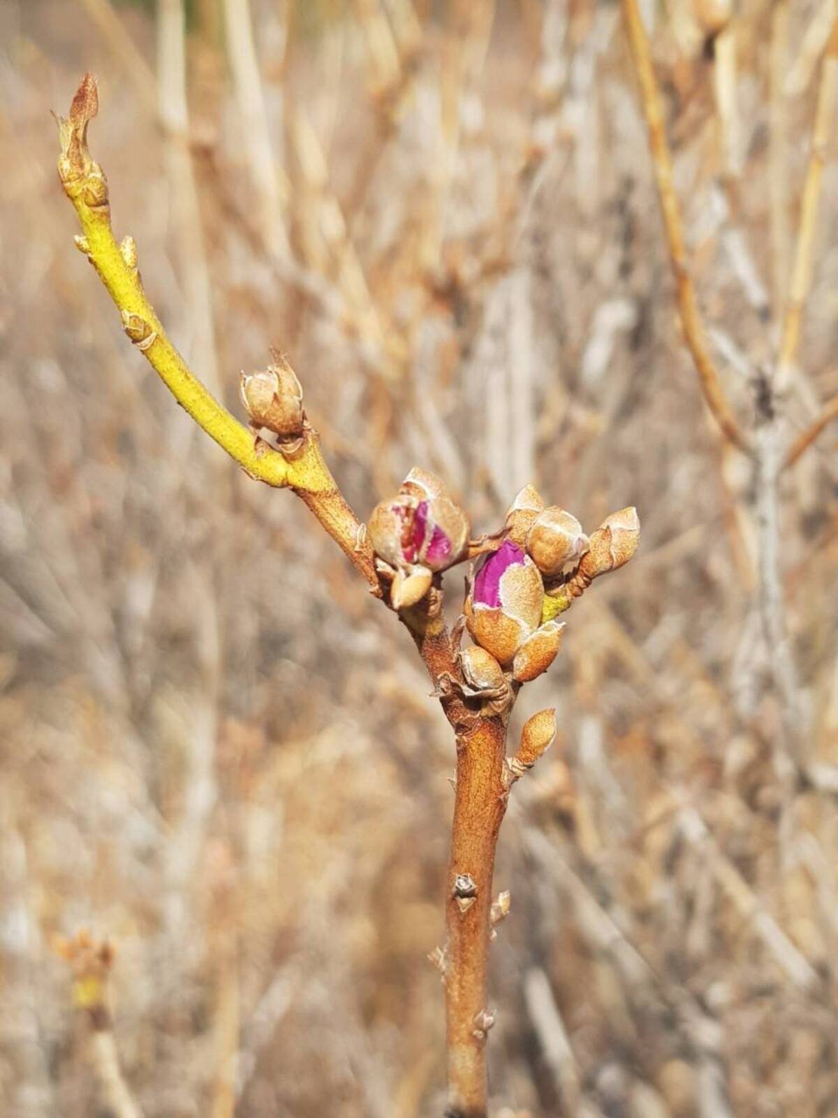 2022. 3. 16. 진달래개화현황