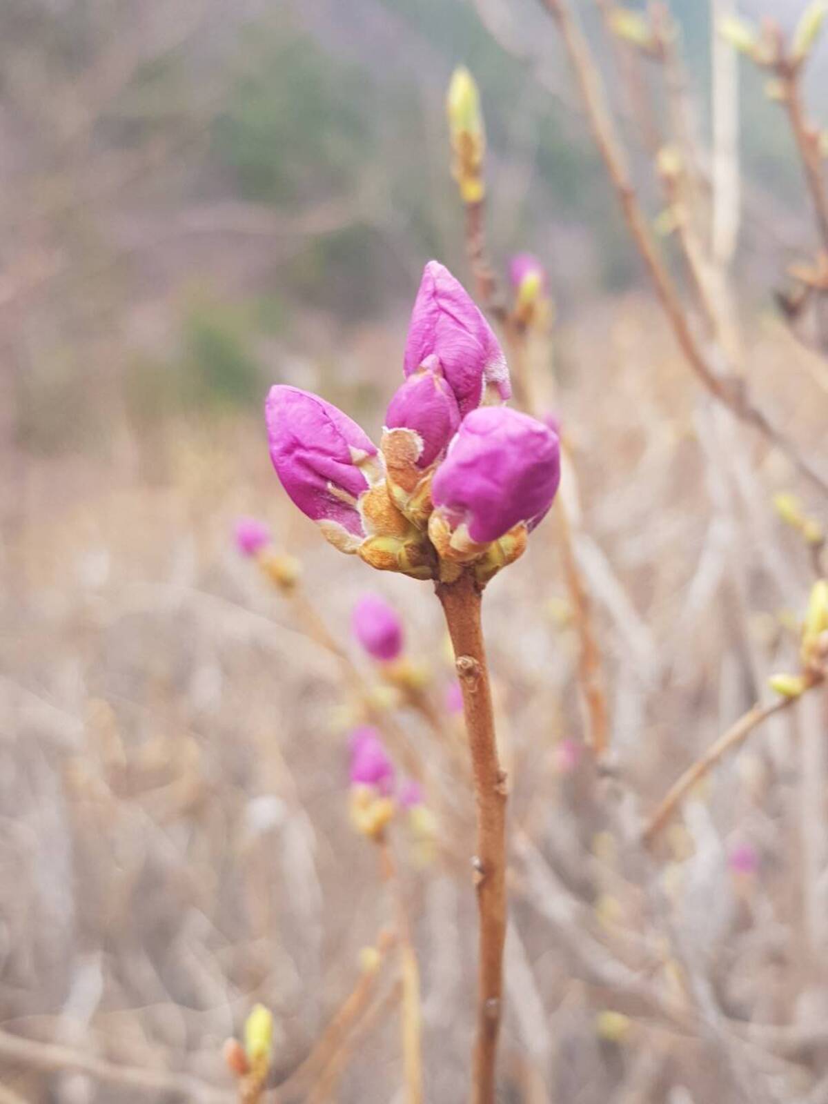220320 진달래개화현황