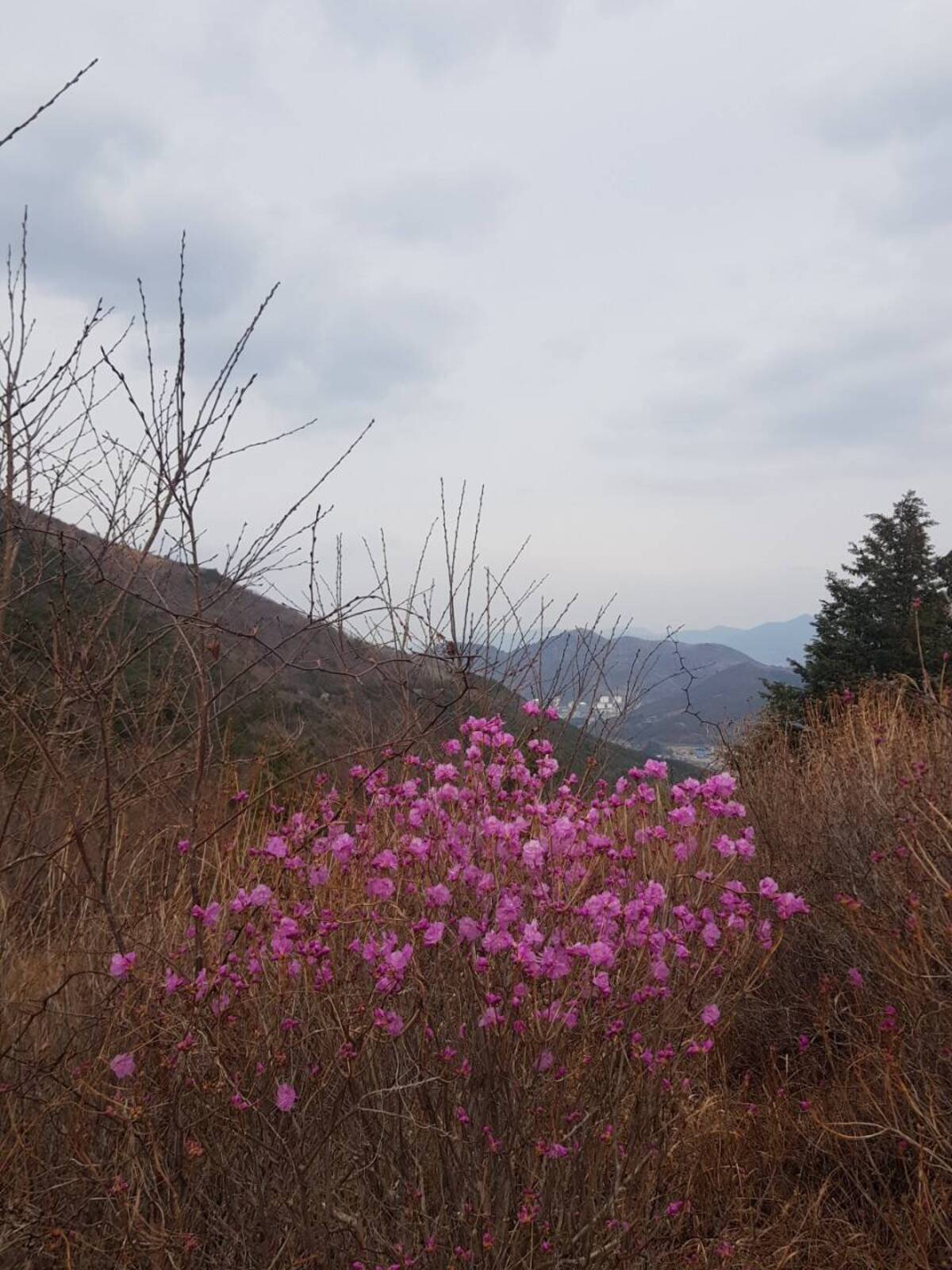220320 진달래개화현황