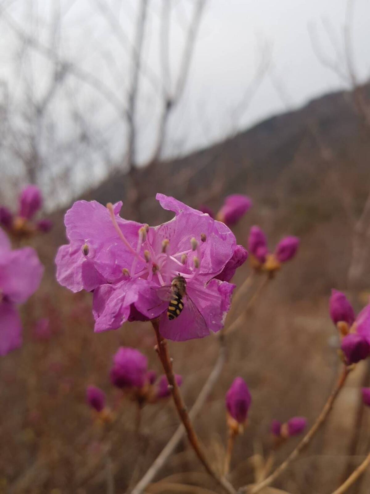 220320 진달래개화현황