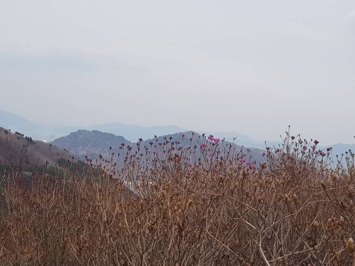 220320 진달래개화현황