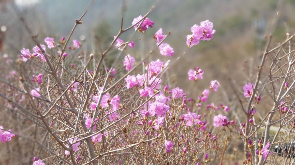 2022. 3. 24일자 진달래 개화현황