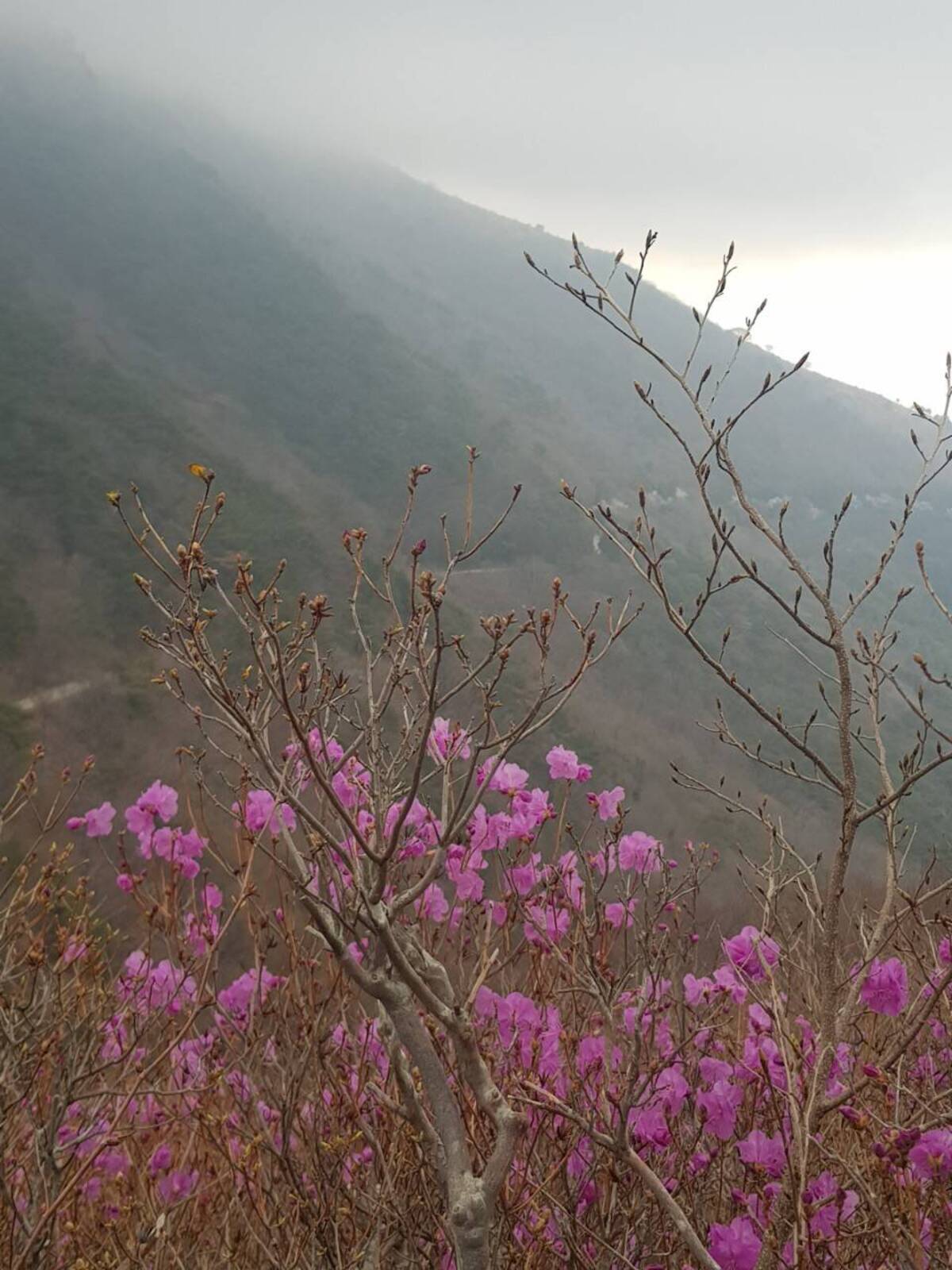 2022.3.25.진달래 개화현황