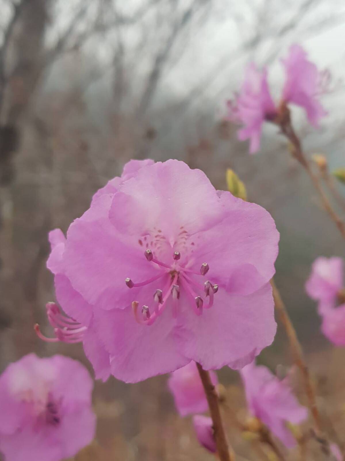 2022.3.25.진달래 개화현황