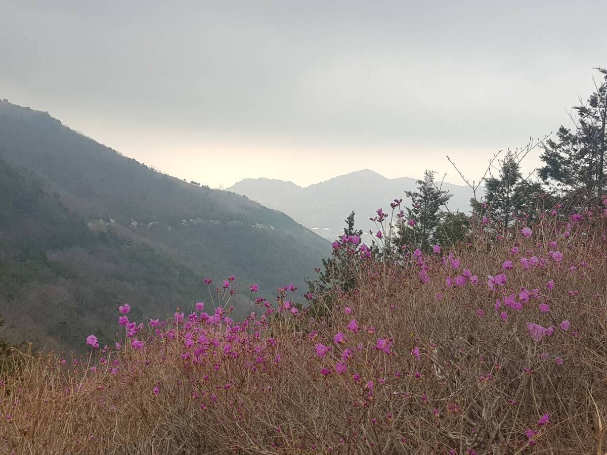 2022.3.25.진달래 개화현황