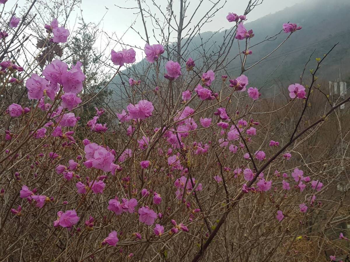 2022.3.25.진달래 개화현황