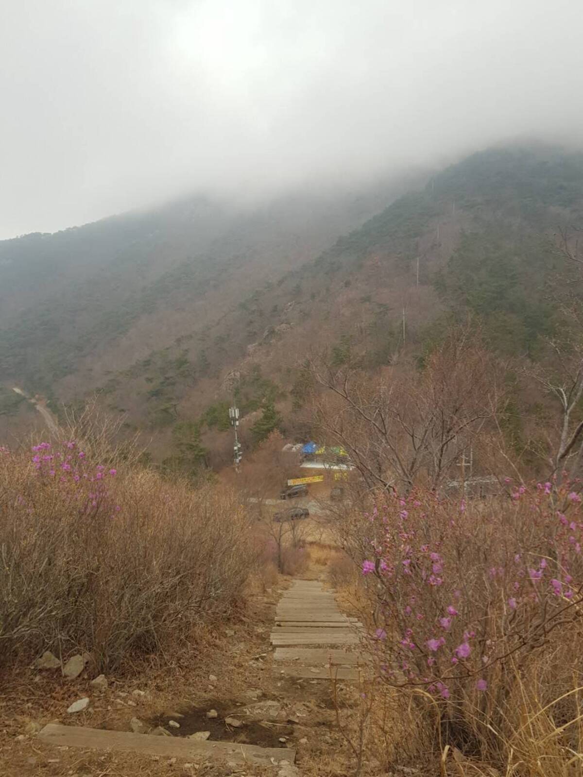 2022.3.25.진달래 개화현황