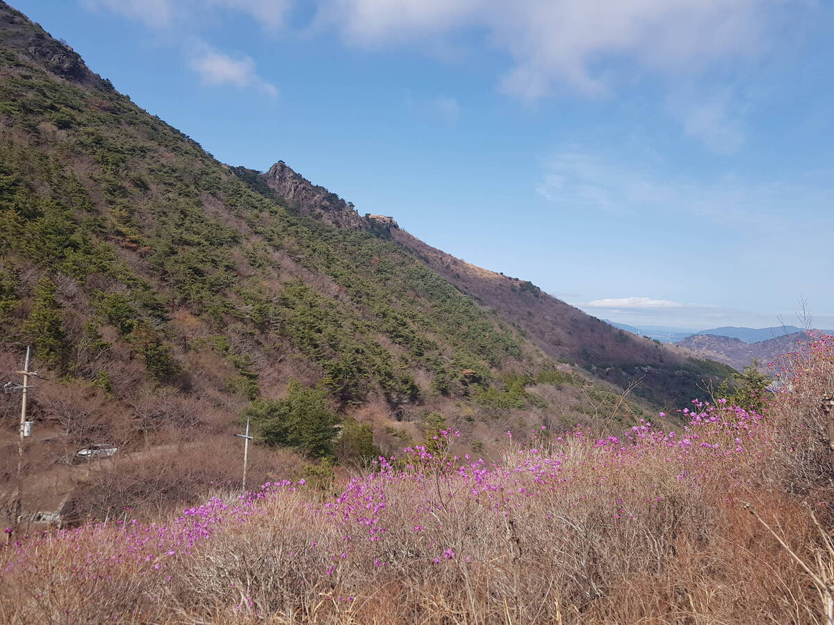 진달래꽃 개화상황