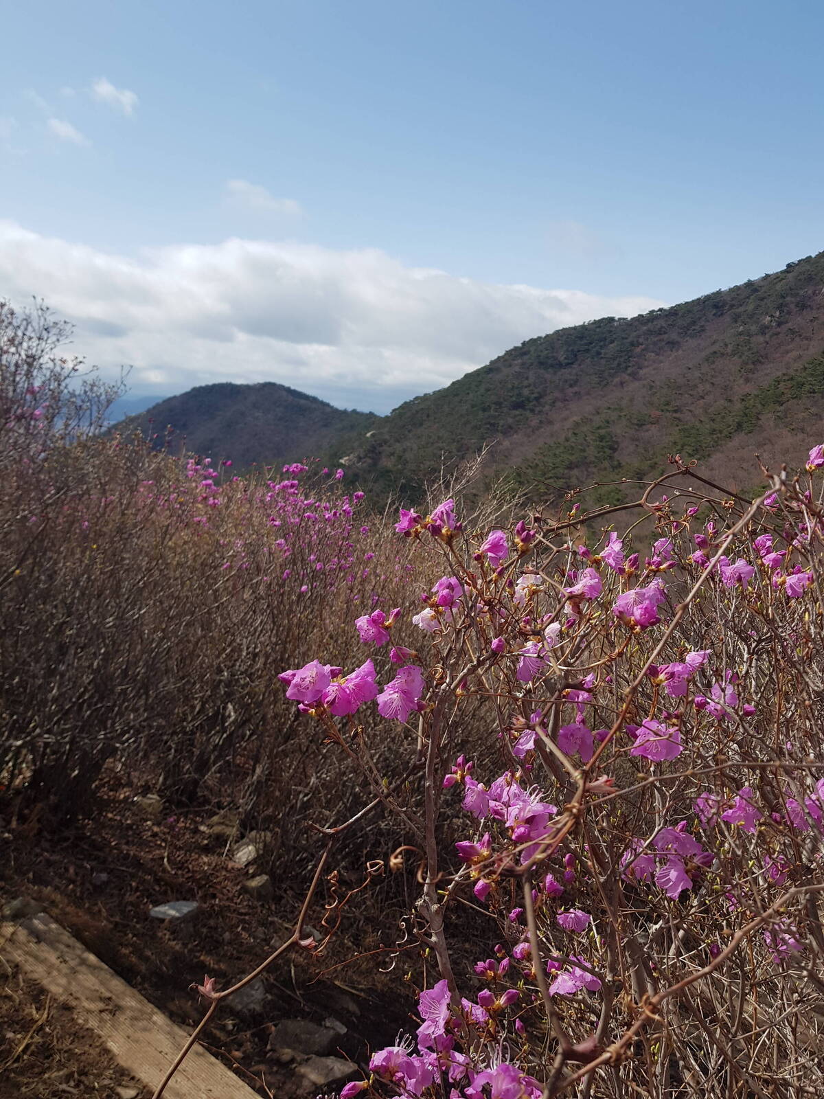 진달래꽃 개화상황