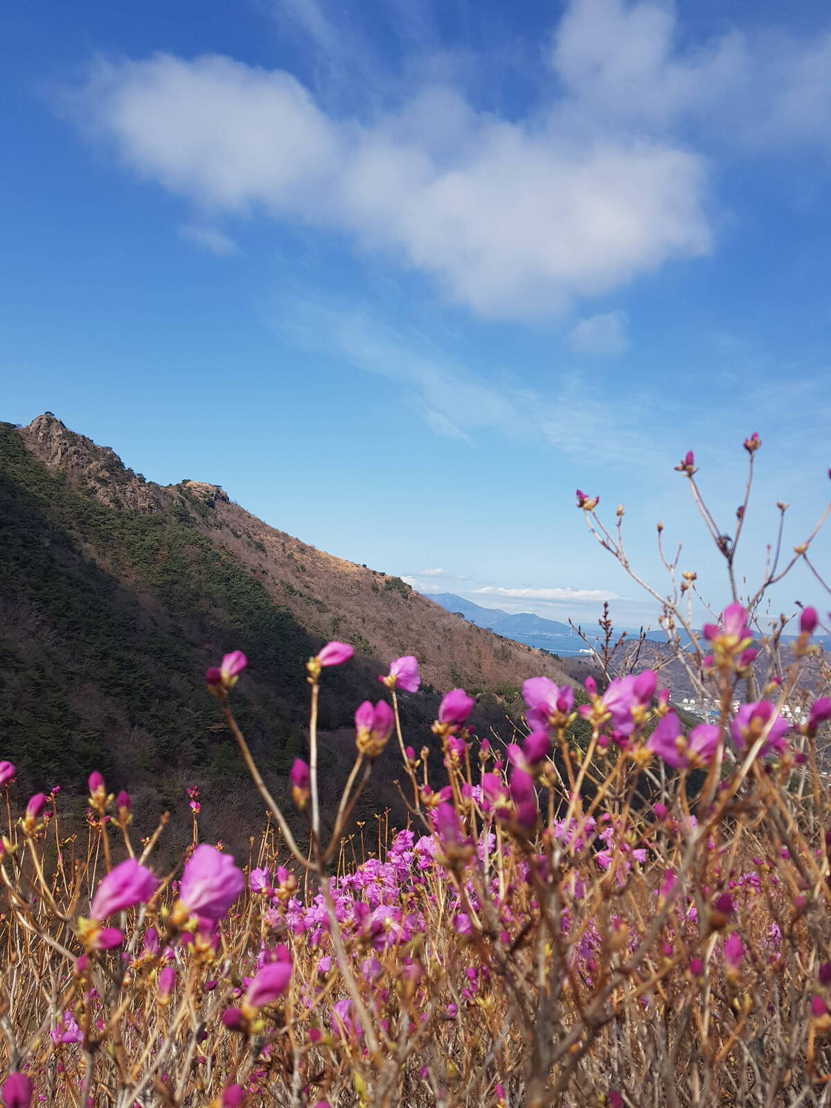 진달래꽃 개화상황