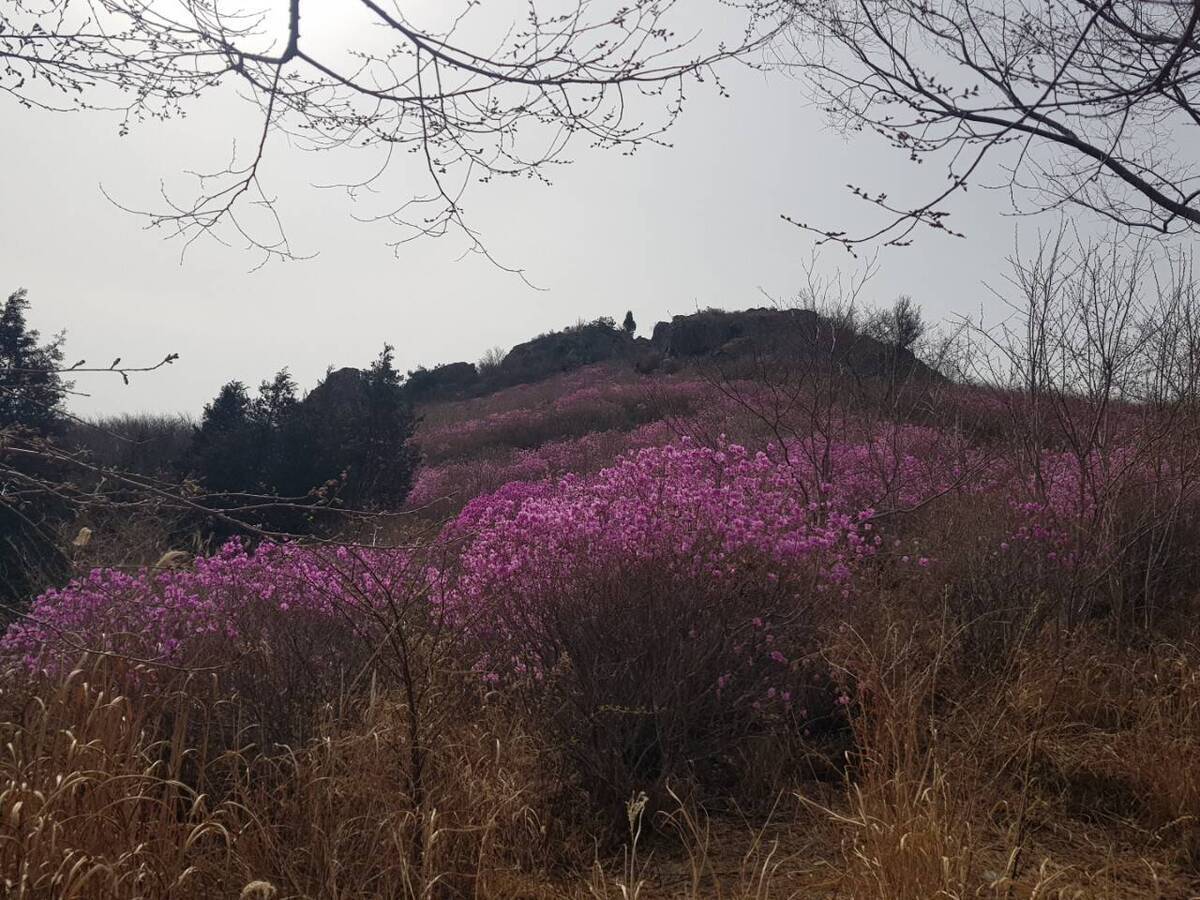 22. 3. 28. 진달래 개화현황