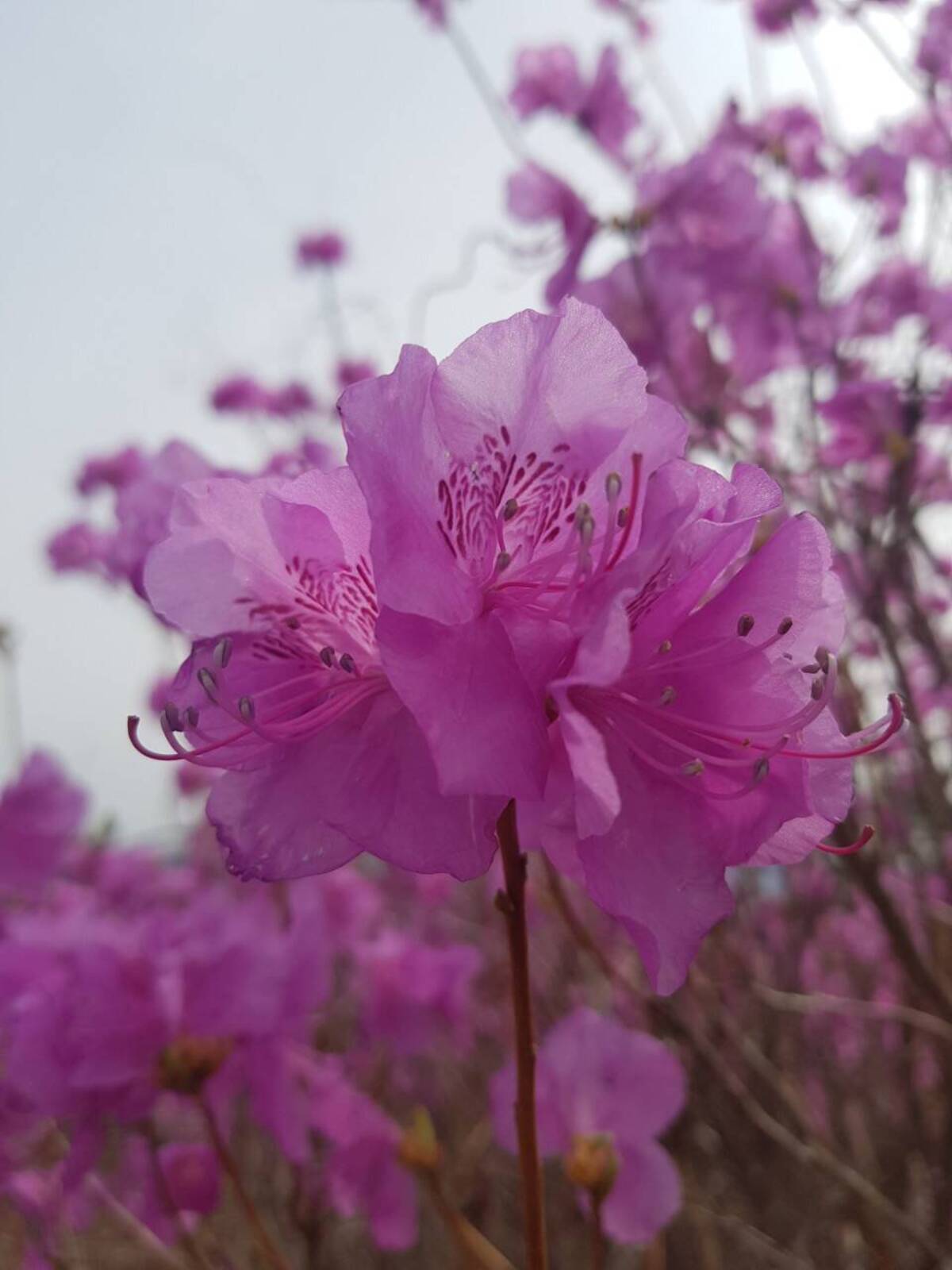 22. 3. 28. 진달래 개화현황