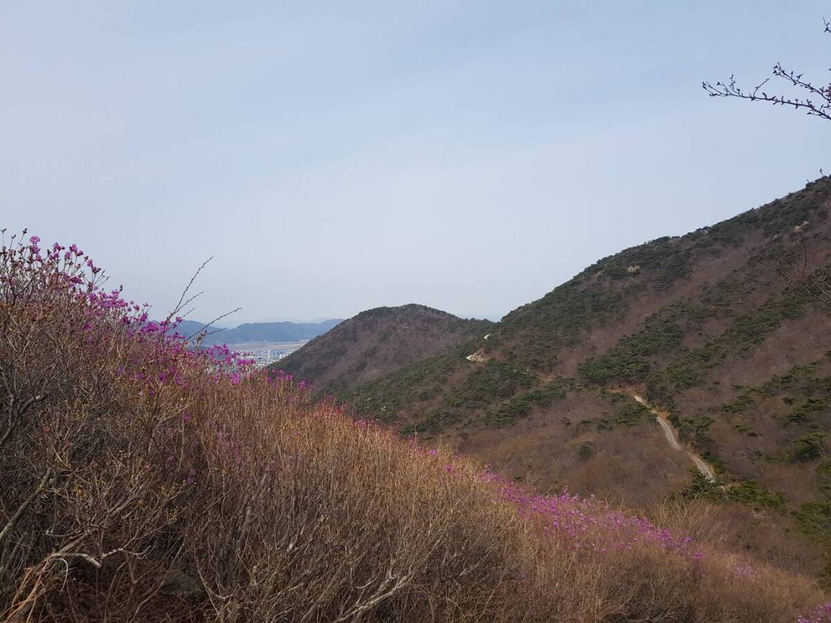 22. 3. 28. 진달래 개화현황