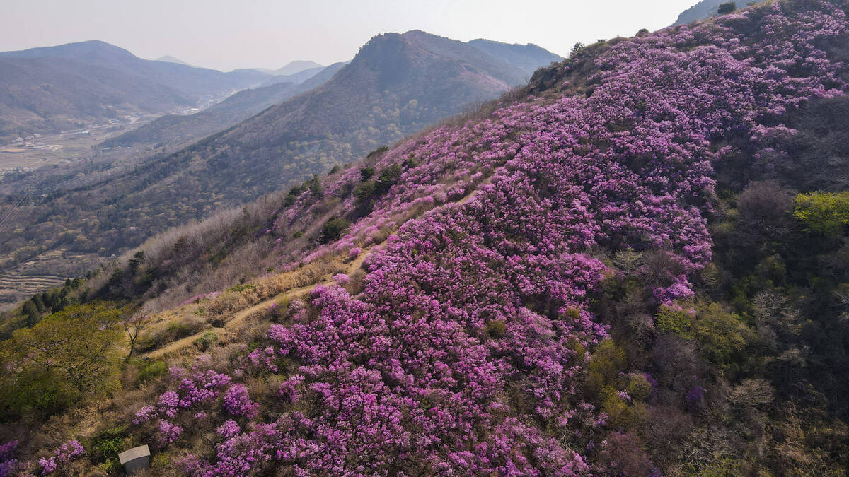 진달래 개화현황 