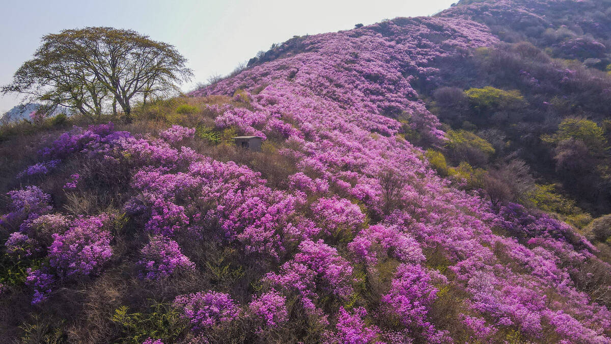 진달래 개화현황 