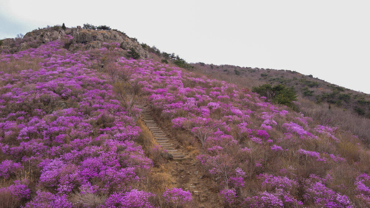 진달래 개화현황 