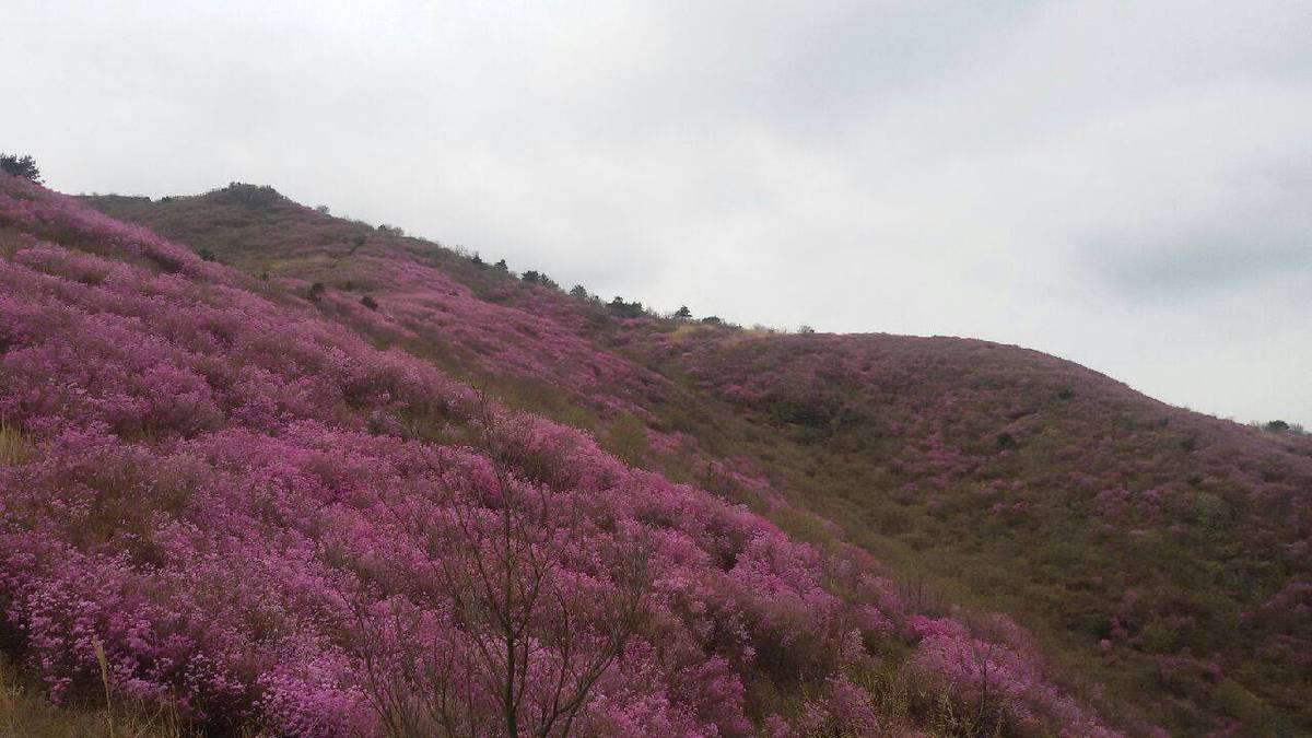 영취산 진달래 소식. (4월 3일)의 1번째 이미지