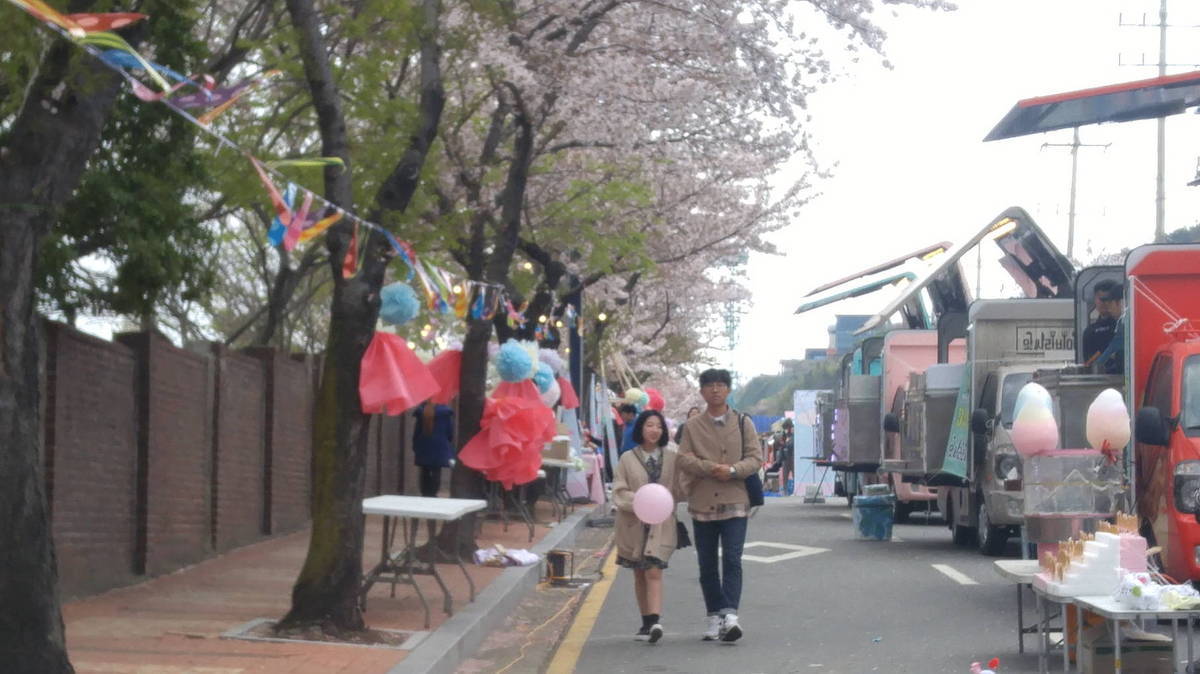 바람에 벚꽃잎이 흩날려도