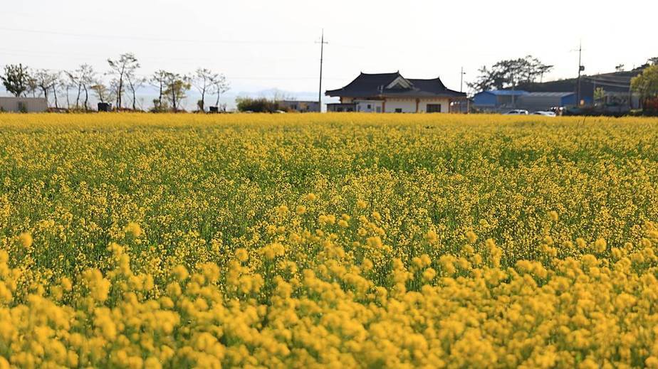 따뜻한 봄날, 만발한 반월마을 유채꽃밭