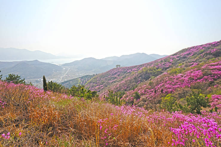 2019 여수 영취산 진달래