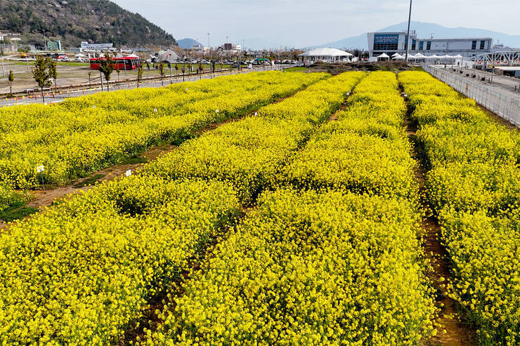 유채꽃_14.jpg