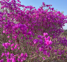 2023년 3월 26일 진달래 개화현황