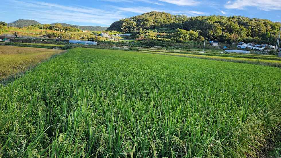 2 여수시, 2024년 가루쌀 생산단지 육성 공모사업 선정.jpg