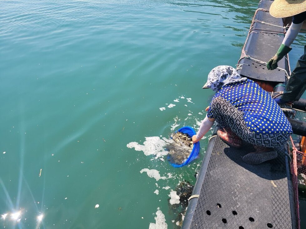 여성이 바다에서 그물로 잡은 해산물을 담은 바구니를 물속에 던지고 있는 모습이다.