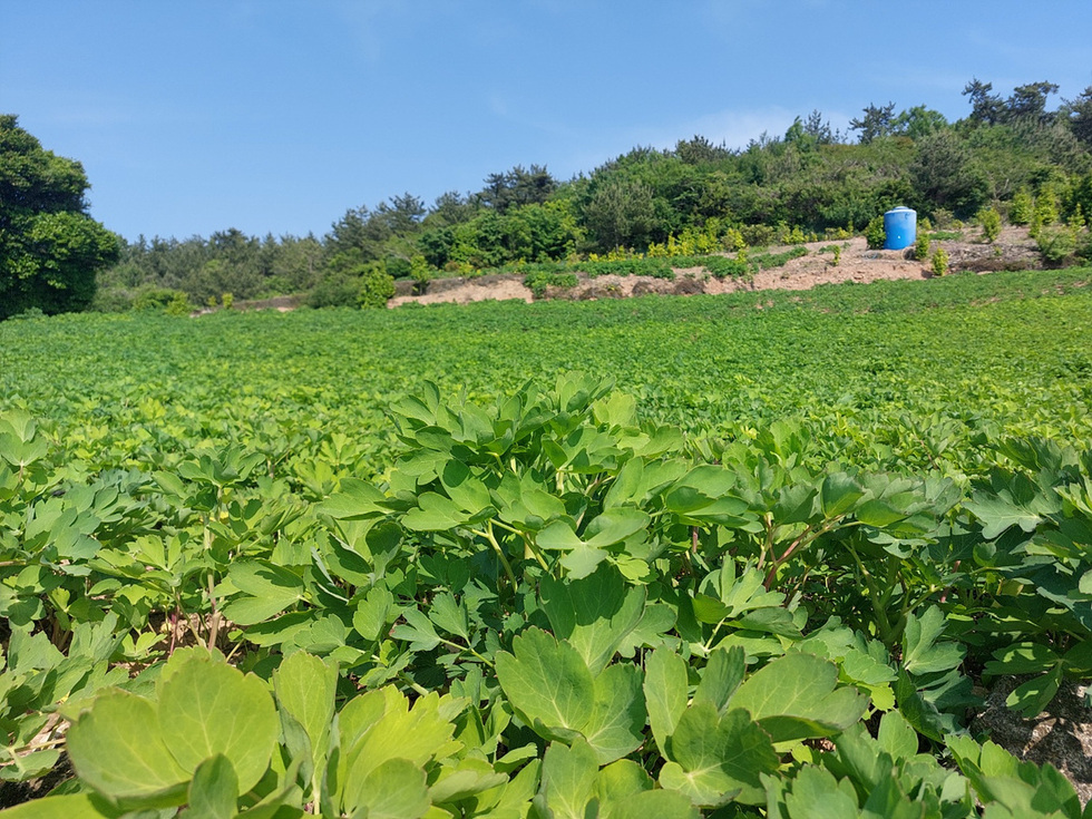 푸른 잎이 무성한 밭과 그 뒤편에 있는 나무들이 보이는 풍경이다. 오른쪽에는 파란색 물통이 있다.