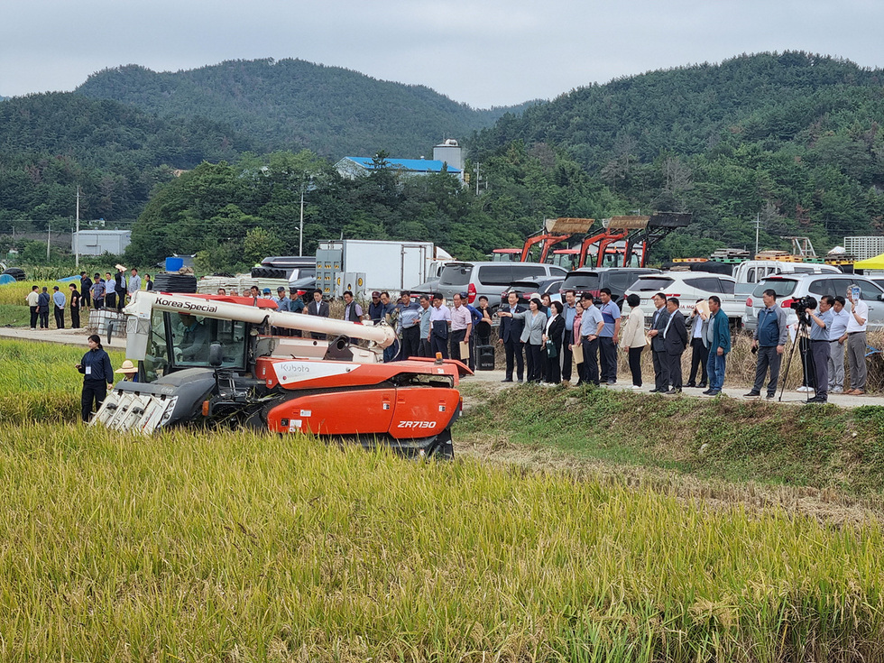 소라면 대곡마을에서 벼농사 종합평가회가 열리고 있으며, 농업인과 관계자들이 수확 중인 벼를 지켜보고 있다.