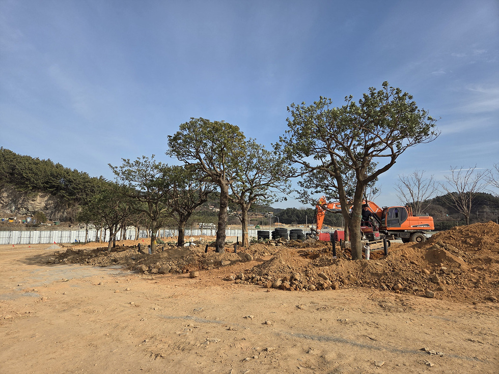 5-2 여수세계섬박람회장, 대형 지장가로수 활용해 도시숲 조성.jpg