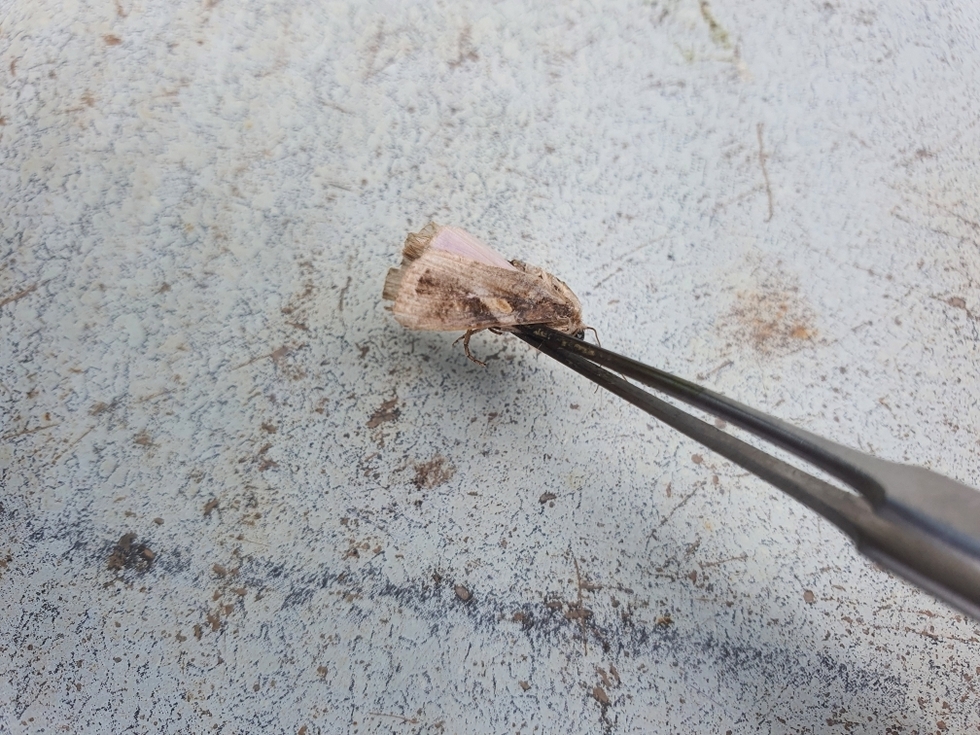 ▲ 여수시(시장 정기명)가 지난달 30일 돌산읍 평사와 화양면 안포 지역에서 ‘열대거세미나방’ 성충이 발견됐다며, 옥수수 재배농가의 각별한 주의를 당부했다. 