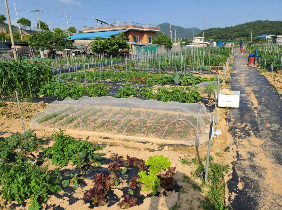 ▲ 도시민 친환경 가족텃밭 안산동텃밭 전경