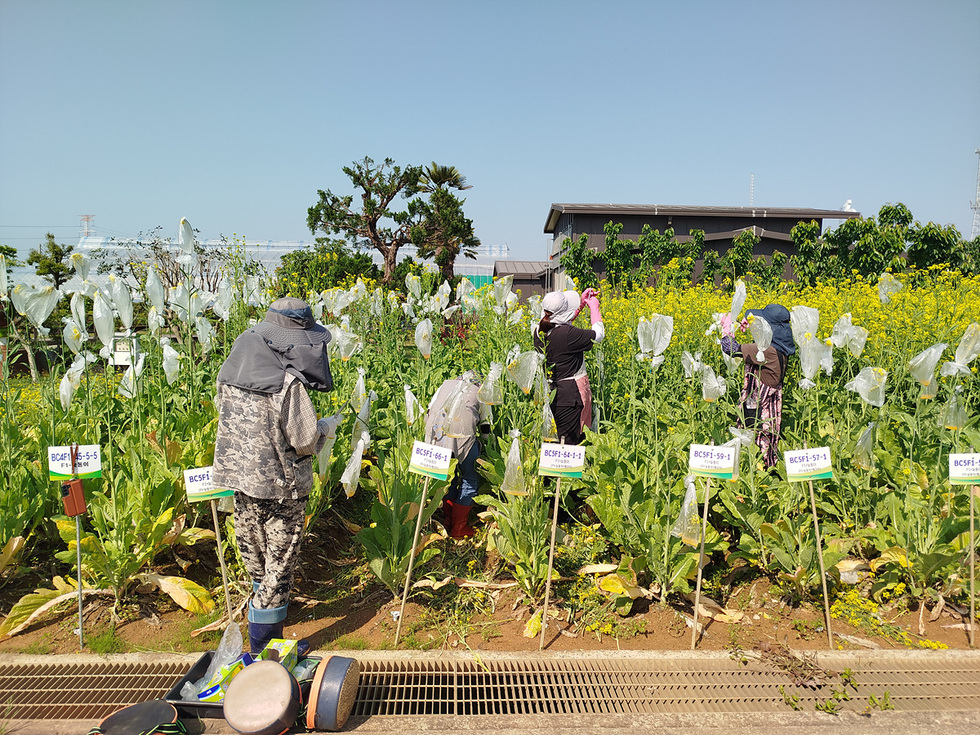 농부들이 채소밭에서 작업하고 있으며, 각 식물 옆에는 번호가 적힌 표지판이 세워져 있다.