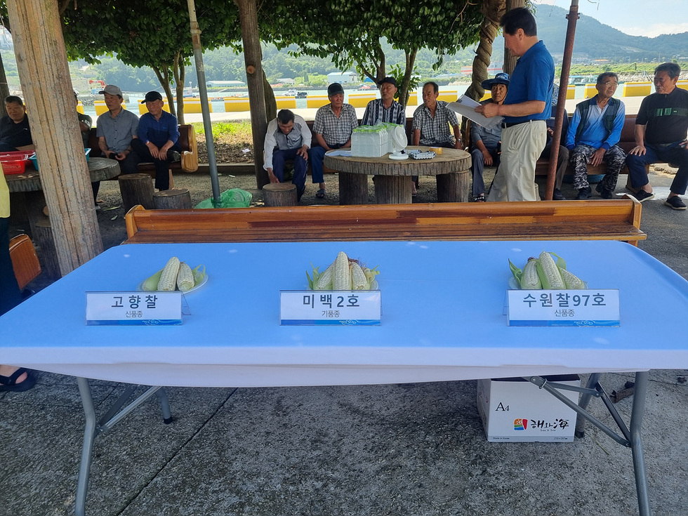 5 여수시, 신품종 옥수수 ‘수원찰97호’ 식미평가회 개최…농가 큰 호응