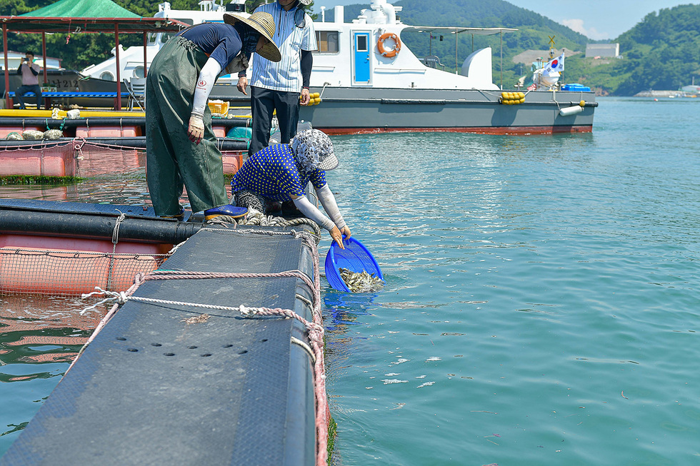 어부들이 수조에서 해산물을 잡아 물에 방류하는 장면이다. 배경에는 작은 어선과 푸른 산이 보인다.
