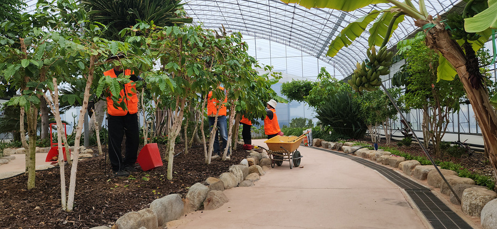 온실 안에서 주황색 조끼를 입은 사람들이 식물을 가꾸고 있는 모습이다. 한 사람은 손수레를 이용해 작업 중이다.