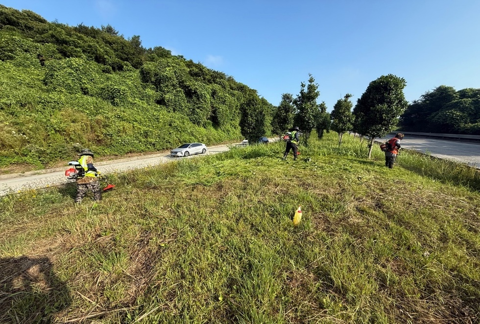 여수시에서 환경 정비 작업을 하는 작업자들이 도로변에서 덩굴류 제거 및 풀베기 작업을 하고 있다.